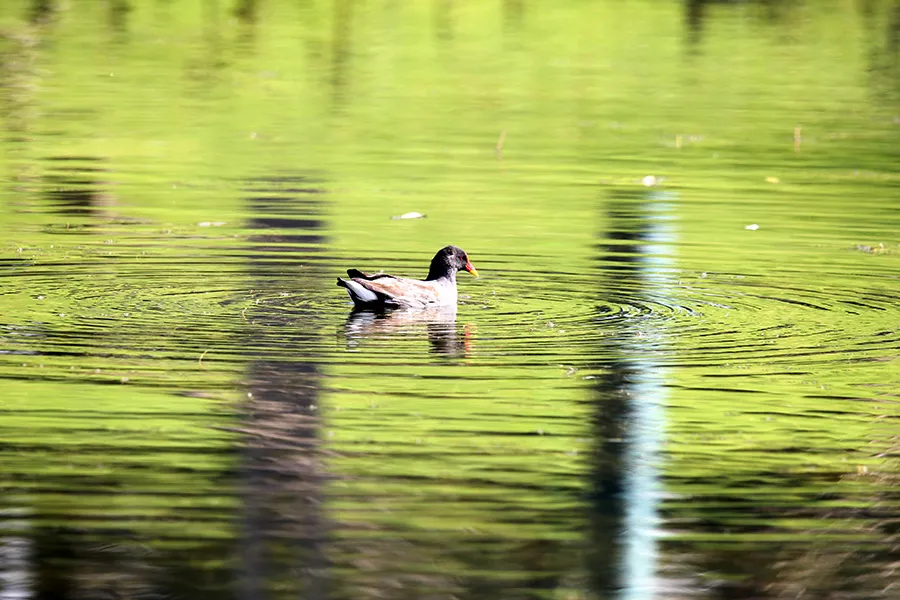 世界杯投注网站秋天里的“情书”藏在了这里……