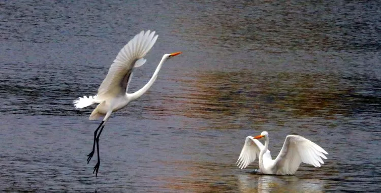 世界杯投注网站这个湿地公园惊艳了时光，温柔了岁月！