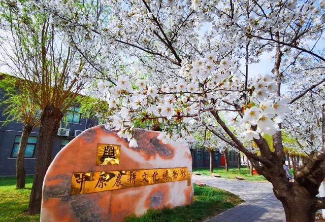 阳春三月美如画 醉美许都花似海