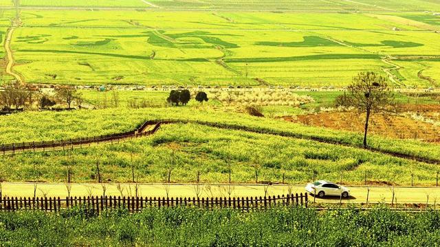 阳春三月美如画 醉美许都花似海