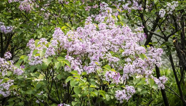 阳春三月美如画 醉美许都花似海